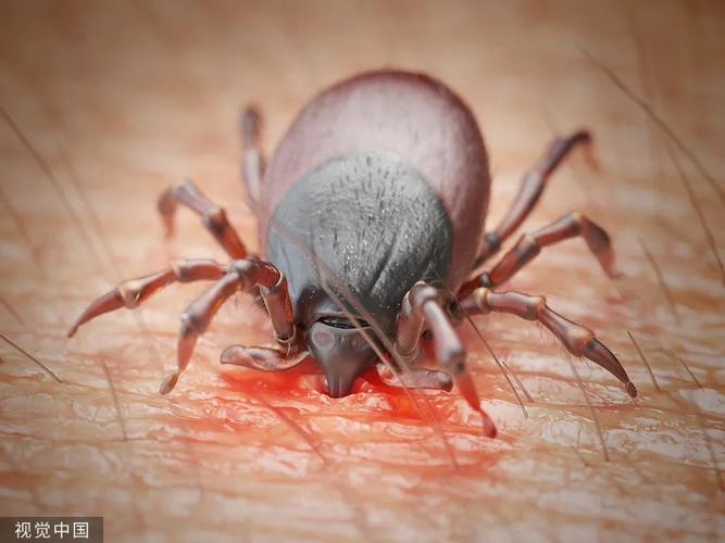 河南信阳蜱虫病疫情致3死1住院，皆因接触同一死者