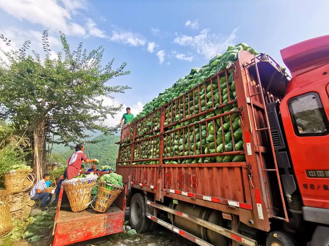 果蔬专业合作社收购捐赠蔬菜，带动就业促增收服务产业升级