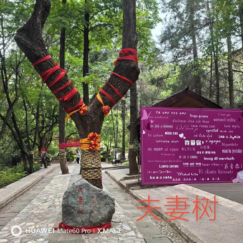 大理古城夫妻树在哪？周边景点咋玩？看这篇就知道